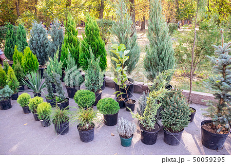 The market of plants for gardening The market of plants for gardening 50059295