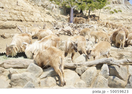 和歌山県南紀白浜のアドベンチャーワールドのヒマラヤタール 50059623