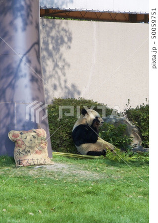 和歌山県南紀白浜のアドベンチャーワールドのジャイアントパンダ（永明） 50059751