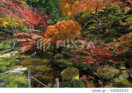 金剛和寺 秋の名勝庭園 金剛和寺 秋の名勝庭園 50060043