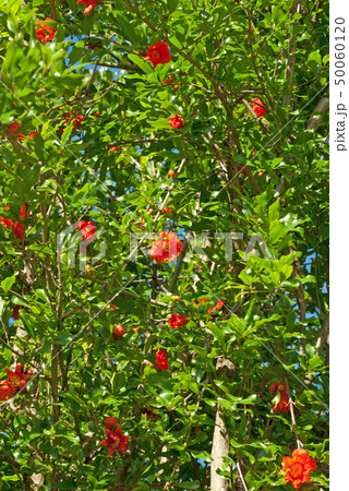 花ざかりのザクロの木 (学名 Punica granatum) 50060120