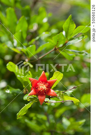 ザクロの花 学名 Punica Granatum の写真素材