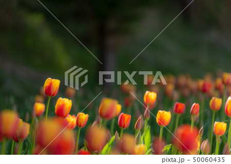 チューリップ畑 チューリップ畑 50060435