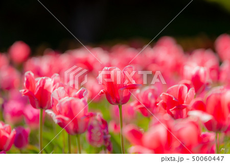 チューリップ畑 50060447
