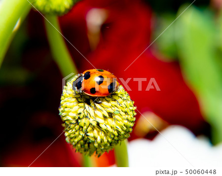 花とテントウムシ 50060448