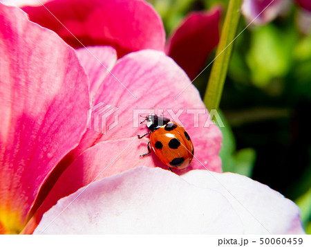 花とテントウムシ 50060459
