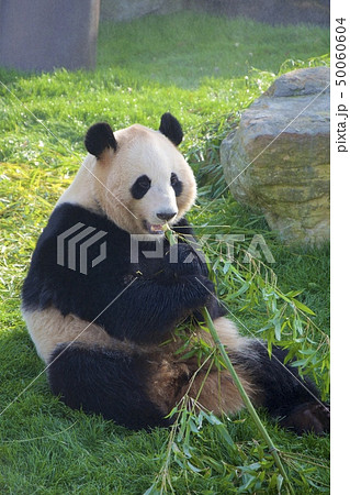 和歌山県南紀白浜のアドベンチャーワールドのジャイアントパンダ(桃浜) 和歌山県南紀白浜のアドベンチャーワールドのジャイアントパンダ(桃浜) 50060604