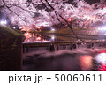 五条川の桜　2019 50060611