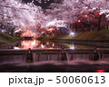 桜 50060613