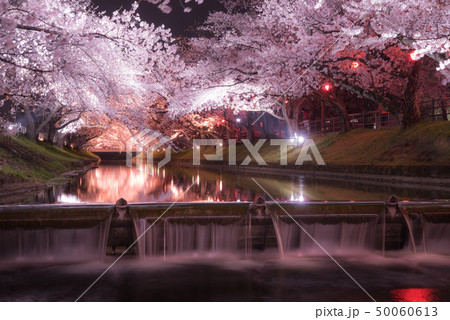 桜 50060613