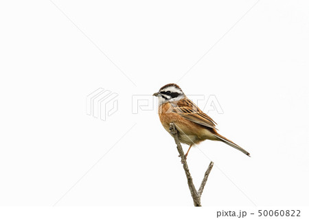 ホオジロ雄 50060822