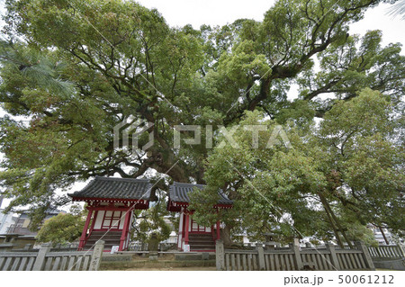 善通寺　五社明神大楠 50061212