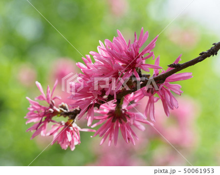 花びらが菊のように細いキクモモ 花びらが菊のように細いキクモモ 50061953