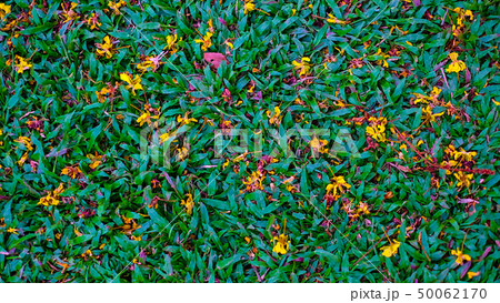 Yellow flowers on Isolated white background Yellow flowers on Isolated white background 50062170