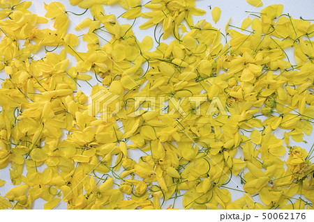 Yellow flowers on Isolated white background Yellow flowers on Isolated white background 50062176