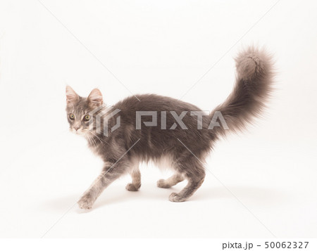 尻尾を上げたメインクーンの仔猫 50062327