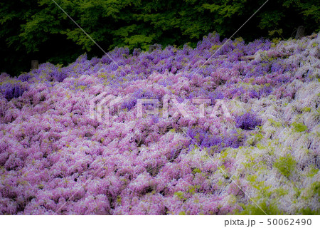 河内藤園　藤の花 50062490