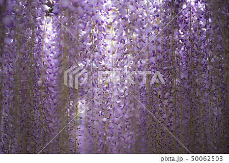 河内藤園　藤の花 50062503