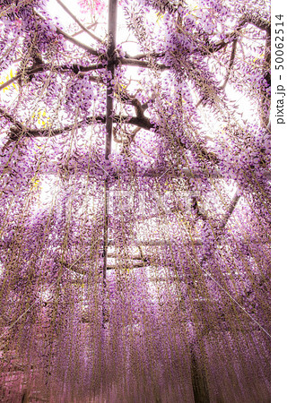 河内藤園　藤の花 50062514