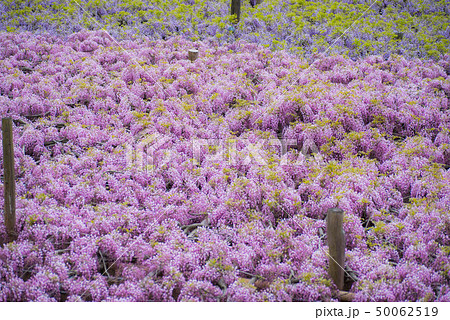 河内藤園　藤の花 50062519