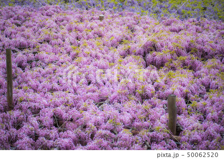 河内藤園　藤の花 50062520
