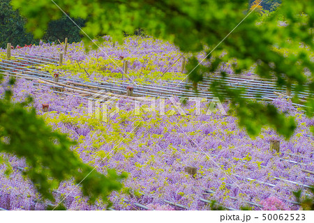 河内藤園　藤の花 50062523
