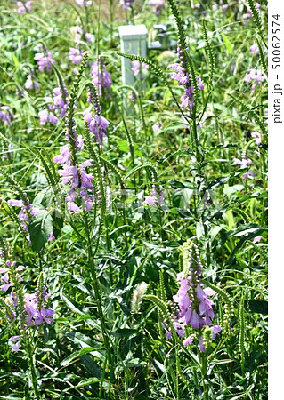 ハナトラノオ 薄紫の花 50062574