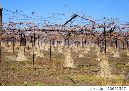 冬のブドウの木 冬のブドウの木 50062597