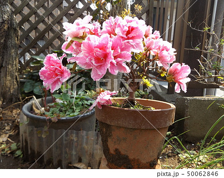 綺麗に咲いたツツジの改良種アザレアの桃色の花の写真素材