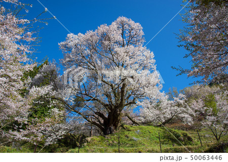千年桜 50063446