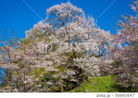 千年桜 50063647