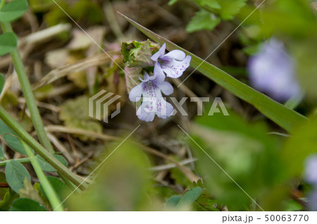 カキドオシ 50063770