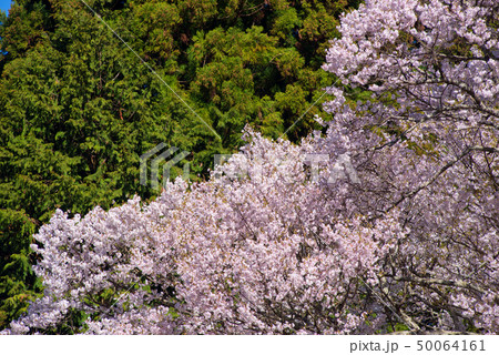 千年桜 50064161