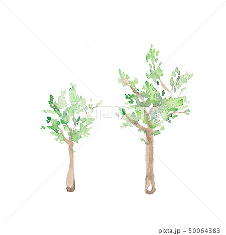 樹木、素材 50064383