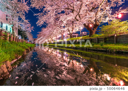 《埼玉県》川越・新河岸川の夜桜 《埼玉県》川越・新河岸川の夜桜 50064646