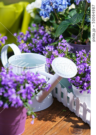 Spring gardening, plant, tools, flowers 50064987