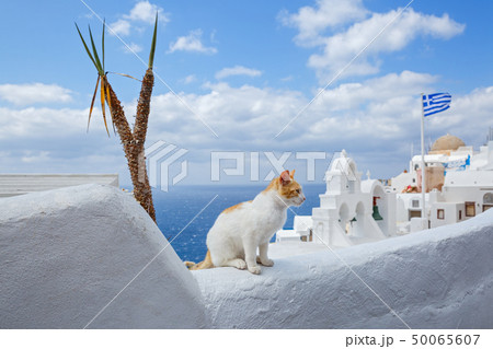 Red cat on a background of the sea Red cat on a background of the sea 50065607