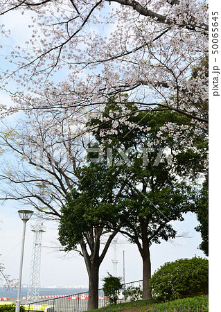 横浜・山下公園 50065645