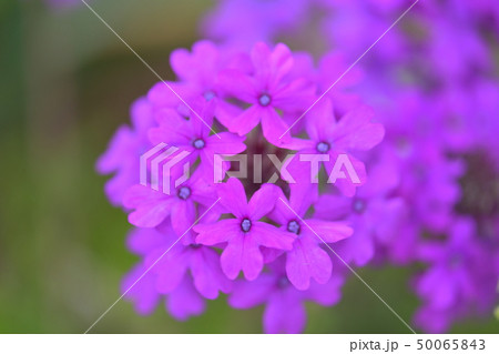 春の花　 50065843