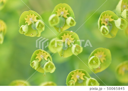 春の花　「ユーフォルビア　ウルフェニー」 50065845