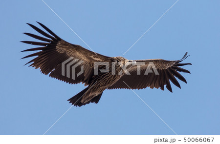 Himalayan griffon vulture (Gyps himalayensis) Himalayan griffon vulture (Gyps himalayensis) 50066067
