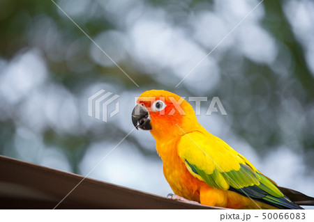 Aratinga solstitialis  (conure) 50066083