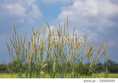 Pennisetum flower with blue sky background. 50066084