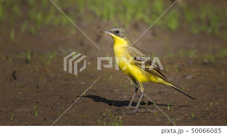 Eastern Yellow Wagtail (Motacilla flava)  50066085