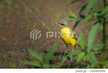 Eastern Yellow Wagtail (Motacilla flava) 50066086