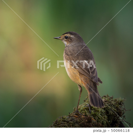 Bluethroat ( Luscinia svecica ) on dry branch. 50066118