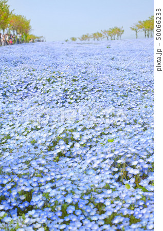 ネモフィラの花が咲き誇る大阪まいしまシーサイドパークの風景 50066233