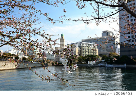 横浜の桜 横浜の桜 50066453