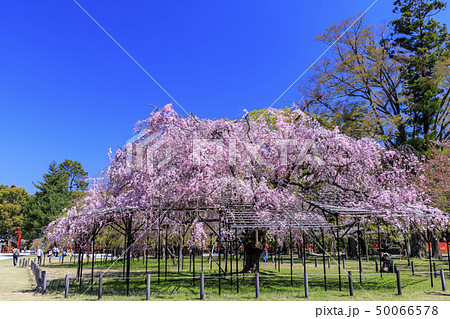 上賀茂神社　斎王桜 50066578