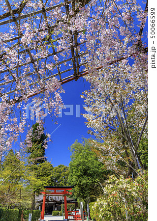 上賀茂神社　斎王桜 50066599
